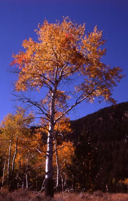 Fall color Picture