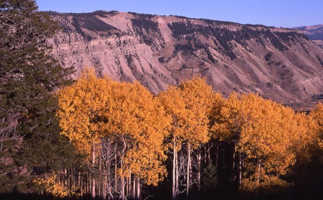 Aspen grove with fall color Picture