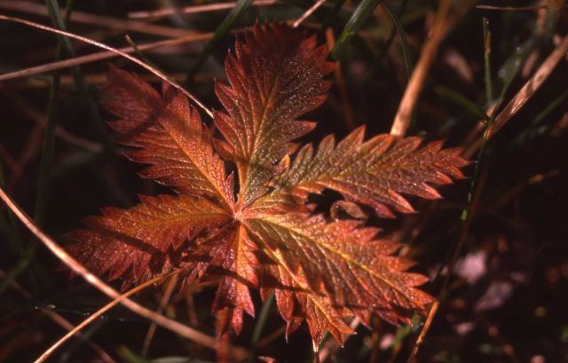 Leaf with fall color Picture