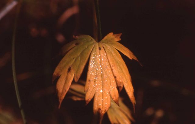 Leaf with fall color Picture