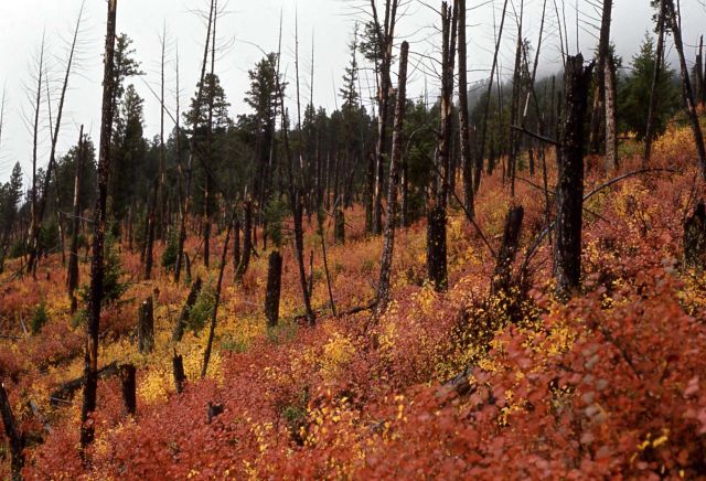 Fall color in spruce budworm kill Picture