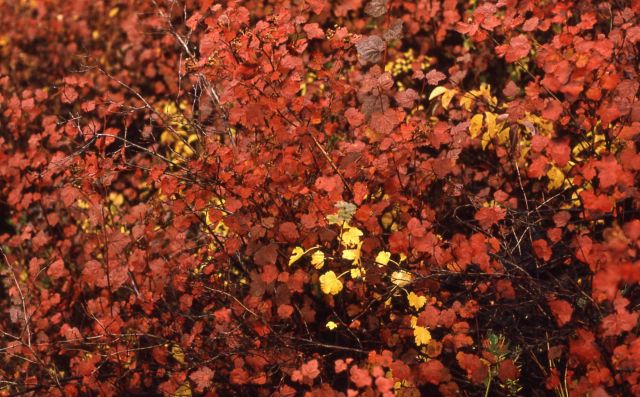 Fall color on ninebark Picture