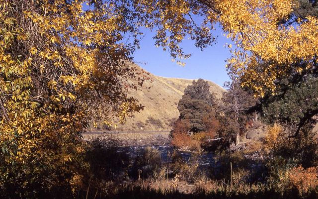 Fall color along the Gardner River Picture