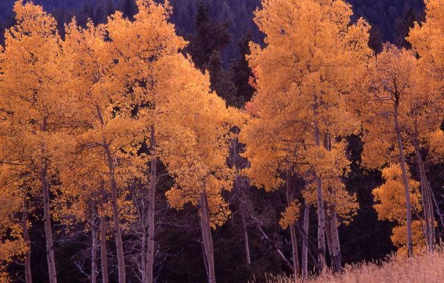 Fall color in aspens along Elk Creek drainage Picture