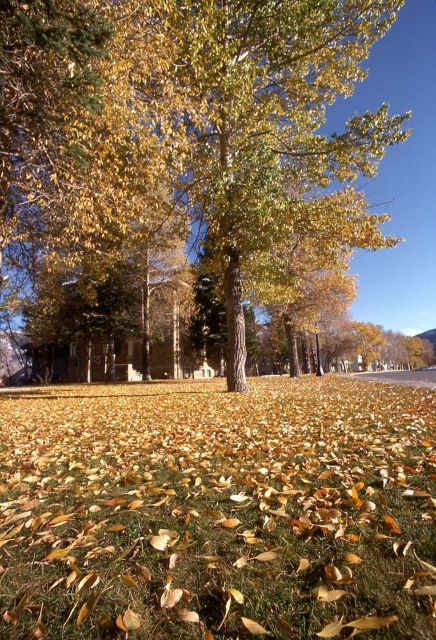 Cottonwoods in Mammoth Hot Springs with golden fall color Picture