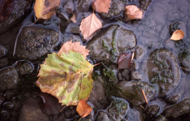 Fall colored leaf in stream Picture