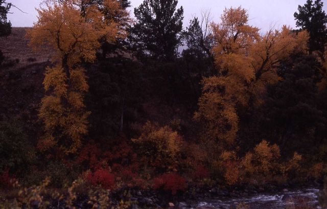 Fall color along the Gardner River Picture