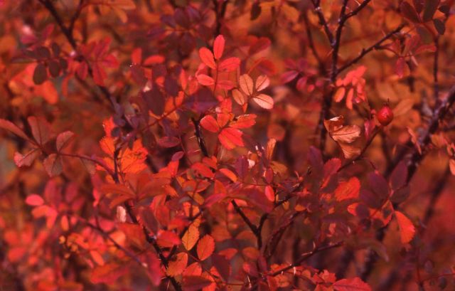 Rose hips with fall color Picture