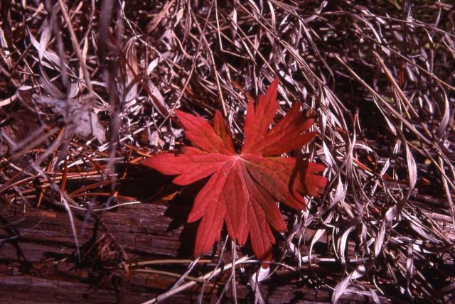 Leaf with fall color Picture