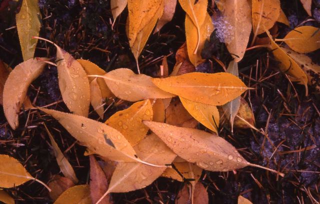 Aspen leaves with fall color in the Mammoth Hot Springs area Picture