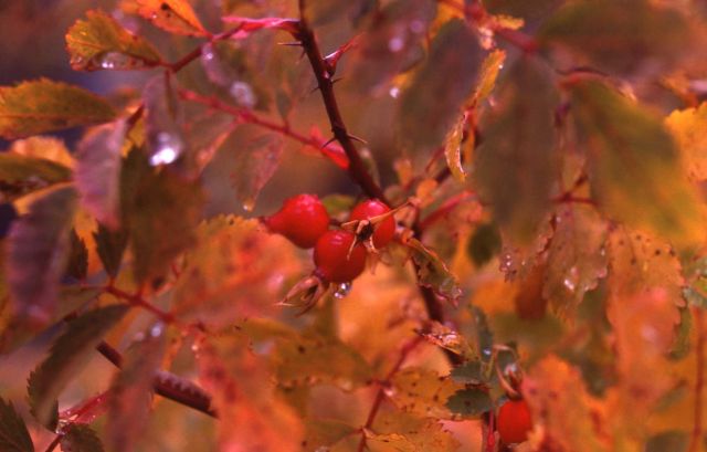 Rose hips with fall color Picture