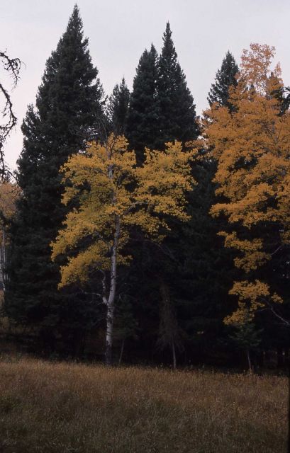 Aspen leaves with golden fall color Picture