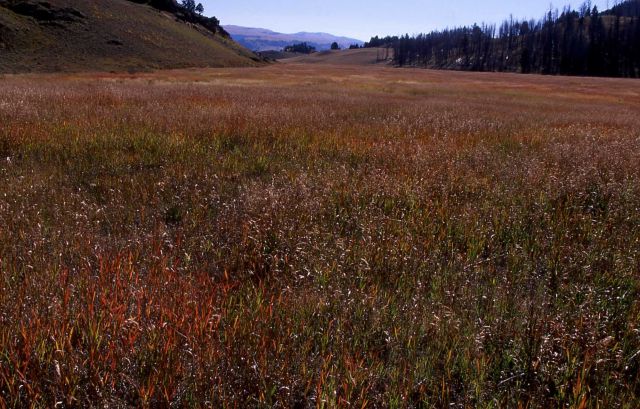 Grass in fall color phase at Yancey's Hole Picture