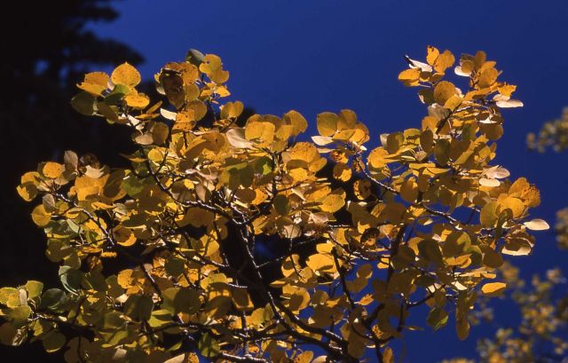 Detailed aspen leaves with fall color Picture