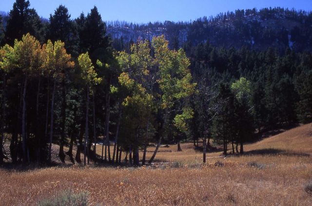 Aspens with fall color along the Mammoth Tower road Picture