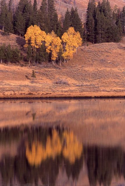 Aspen trees with yellow fall color & reflection in Swan Lake Picture