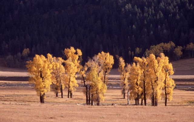 Cottonwoods with fall color in Lamar Valley Picture