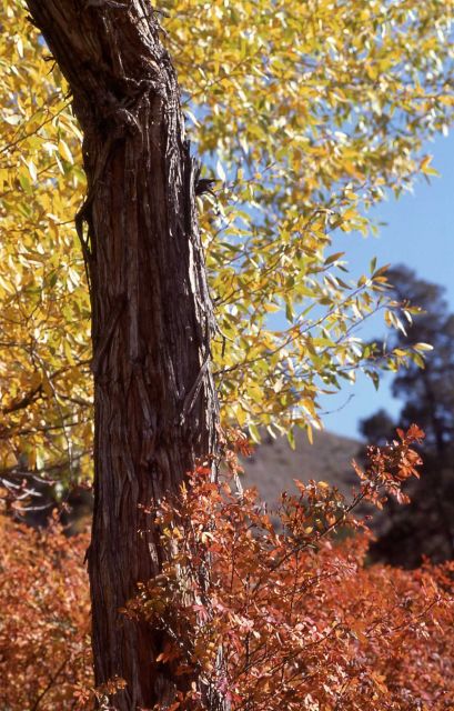 Fall color Picture