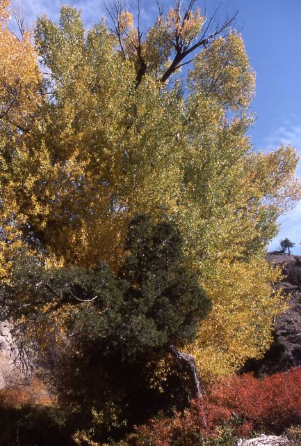 Fall color Picture