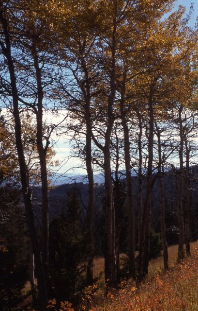 Fall color Picture