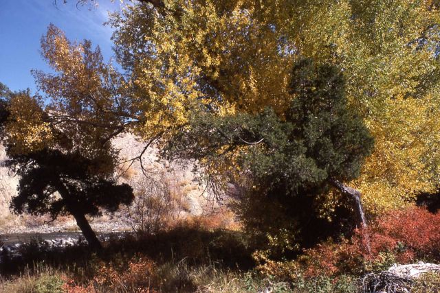 Fall color Picture