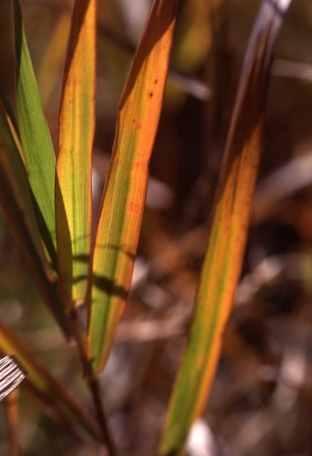 Grass turning brown in fall Picture