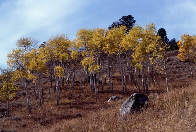 Fall color in an aspen grove Picture