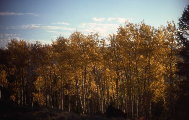 Fall color in an aspen grove Picture