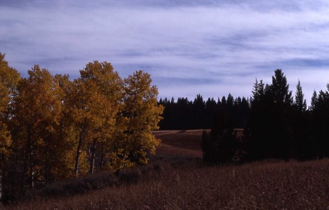 Fall color in an aspen grove Picture