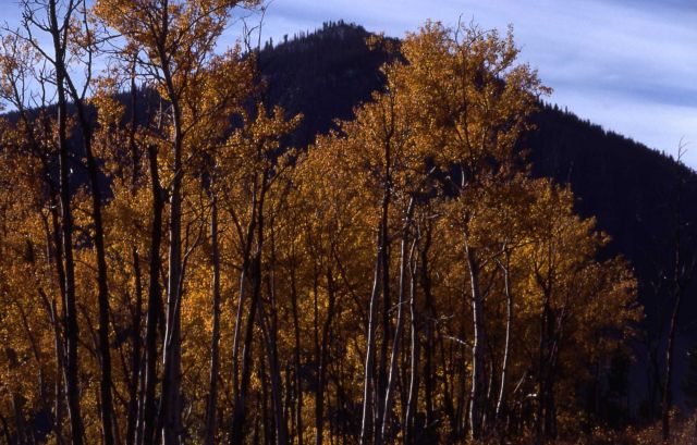 Fall color in an aspen grove Picture