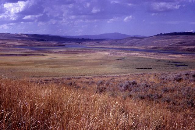 Hayden Valley - Yellowstone River & Washburn Range Picture