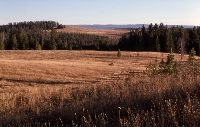 Hayden Valley Picture