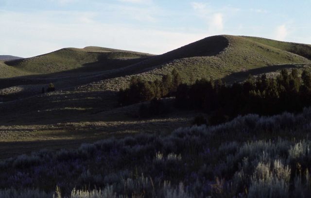 Hayden Valley Picture