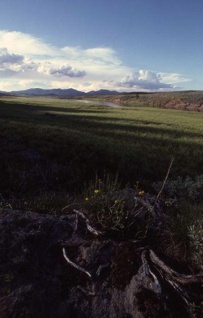 Hayden Valley - Yellowstone River & Washburn Range Picture