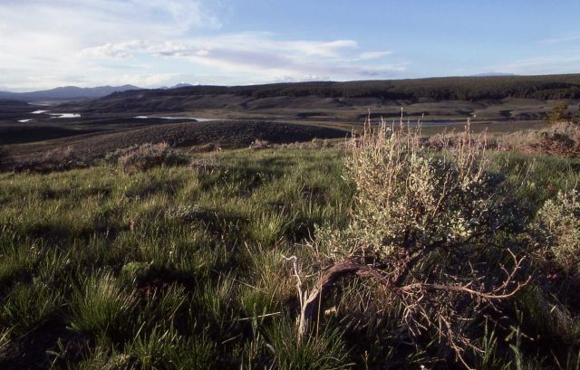 Hayden Valley - Yellowstone River & Washburn Range Picture