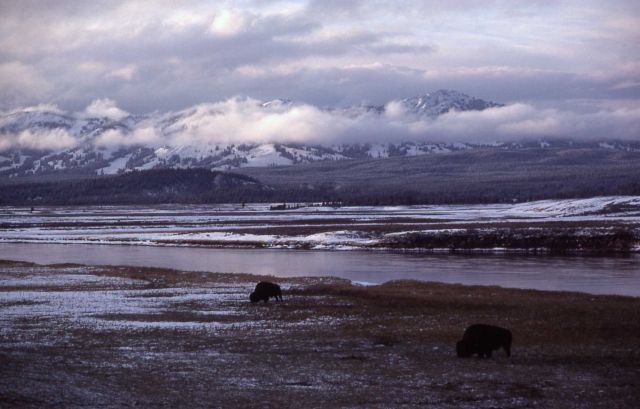 Hayden Valley - Bison, Yellowstone River & Washburn Range Picture