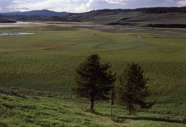 Hayden Valley - Yellowstone River & Washburn Range Picture