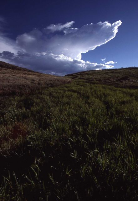 Hayden Valley with clouds Picture