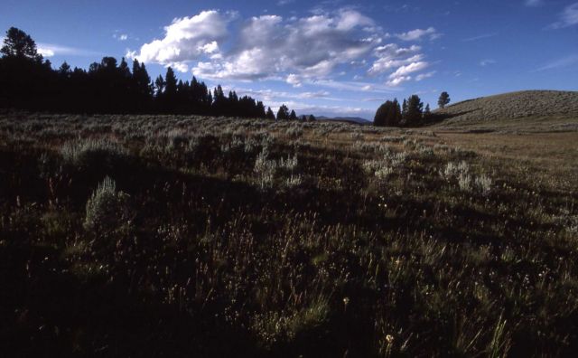 Hayden Valley near Crater Hills Picture
