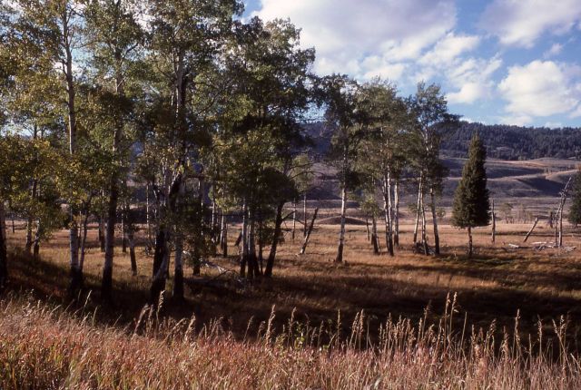 Slough Creek area Picture