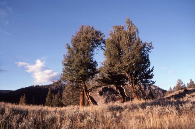 Slough Creek area Picture