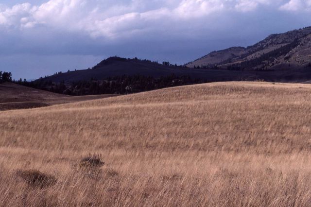 Lamar Valley Picture