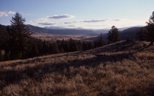 Lamar Valley - Specimen Ridge - Mt Washburn Picture