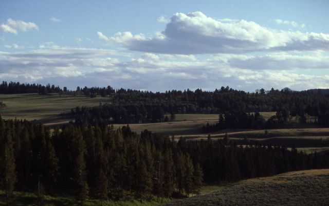 Blacktail area Picture