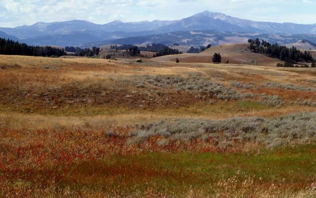 Blacktail Plateau - Electric Peak Picture