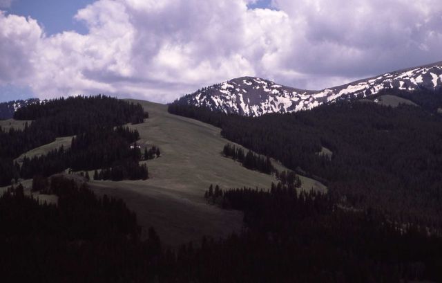Slopes of Mt Washburn Picture