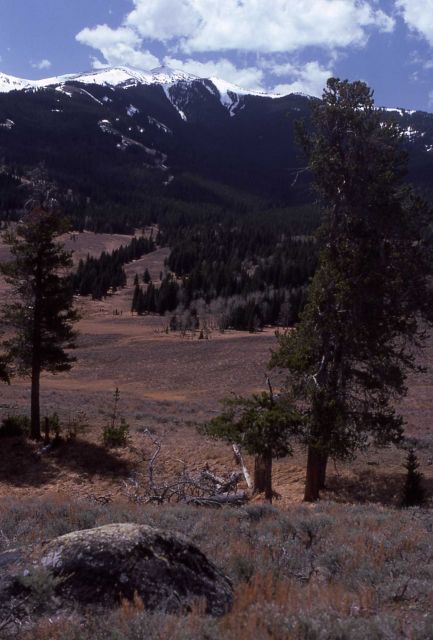 Mt Washburn as seen from the north Picture