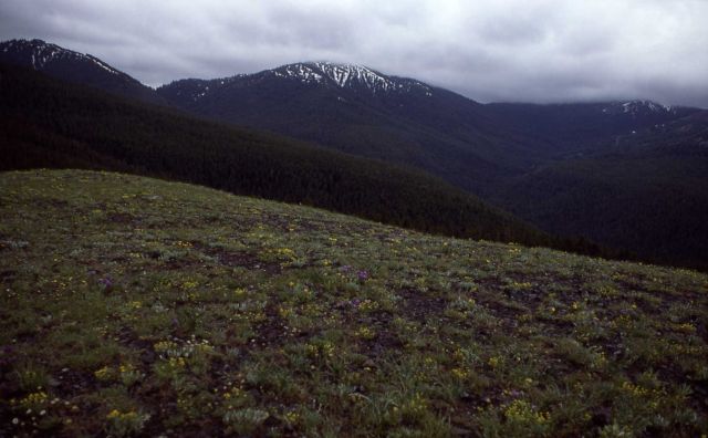 Washburn Range in the rain Picture