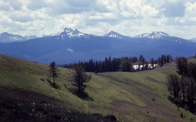 Saddle Mountain & Bull bison Picture