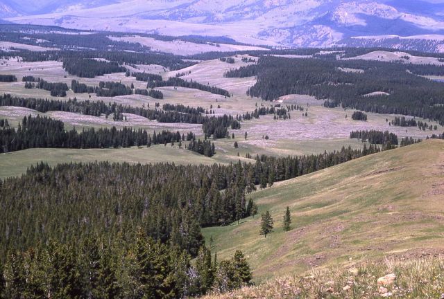 Antelope Creek valley as seen from Mt Washburn Picture